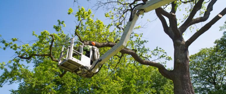 Tree surgery and arboriculture